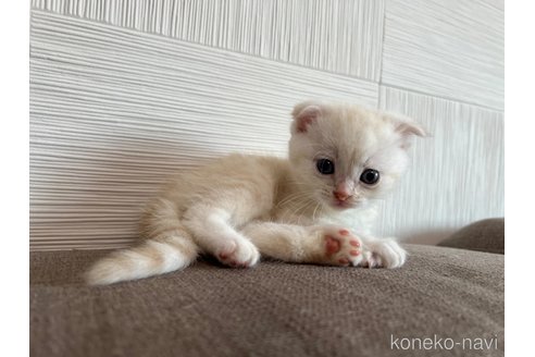成約済の茨城県のスコティッシュフォールド(折れ耳)-95123の4枚目